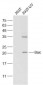 Apoptosis Research Antibody Assembly kit
